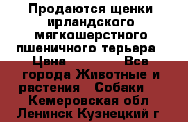 Продаются щенки ирландского мягкошерстного пшеничного терьера › Цена ­ 30 000 - Все города Животные и растения » Собаки   . Кемеровская обл.,Ленинск-Кузнецкий г.